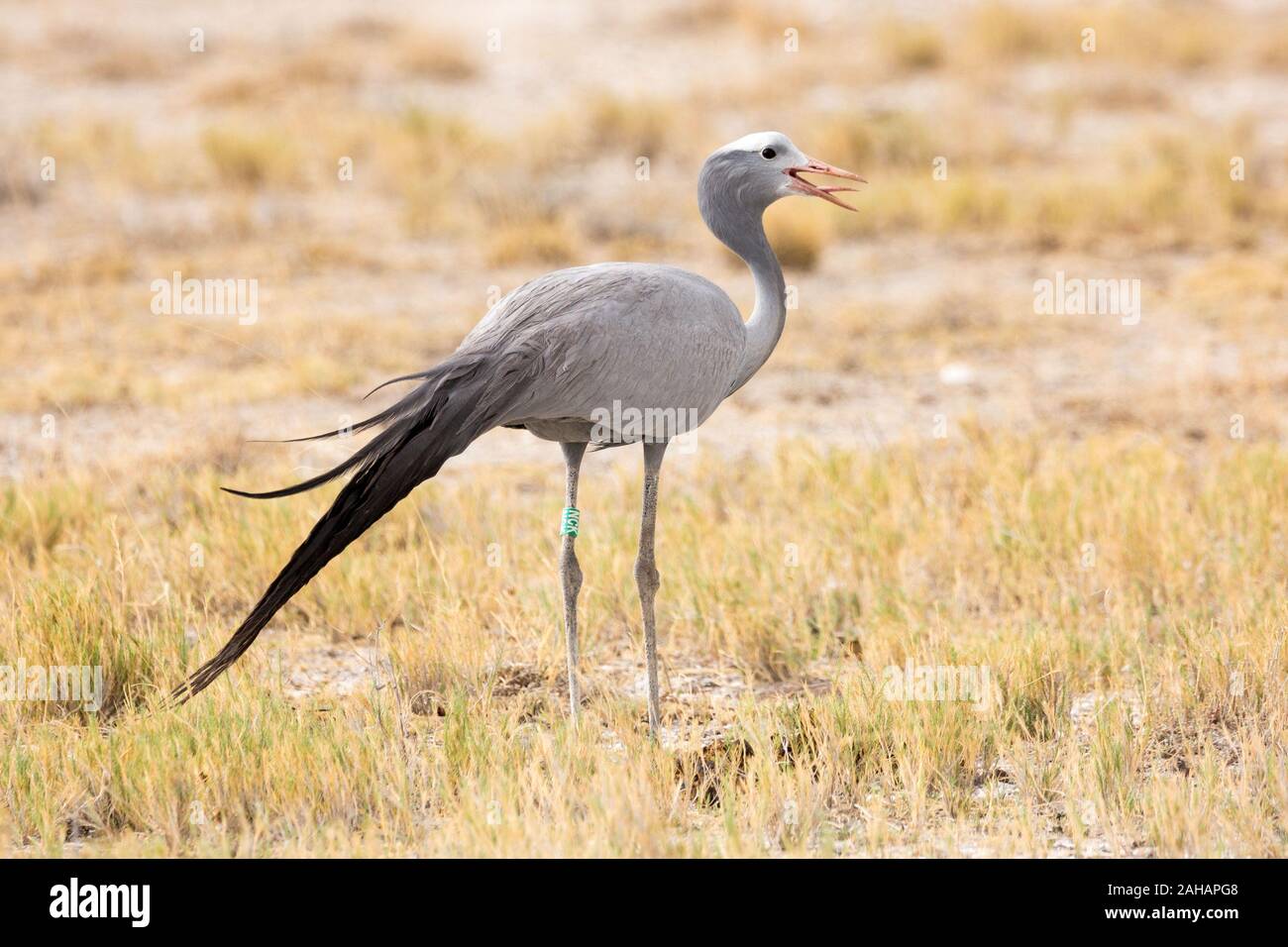 Nahaufnahme von einem Paradies Kran (Anthropoides rothschildi) stehen im Gras und ruft, Etosha, Namibia Stockfoto