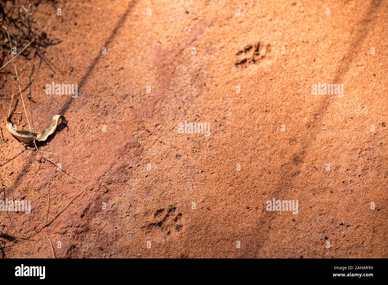 Pfotenabdrücke im Sand (Hund) Stockfoto