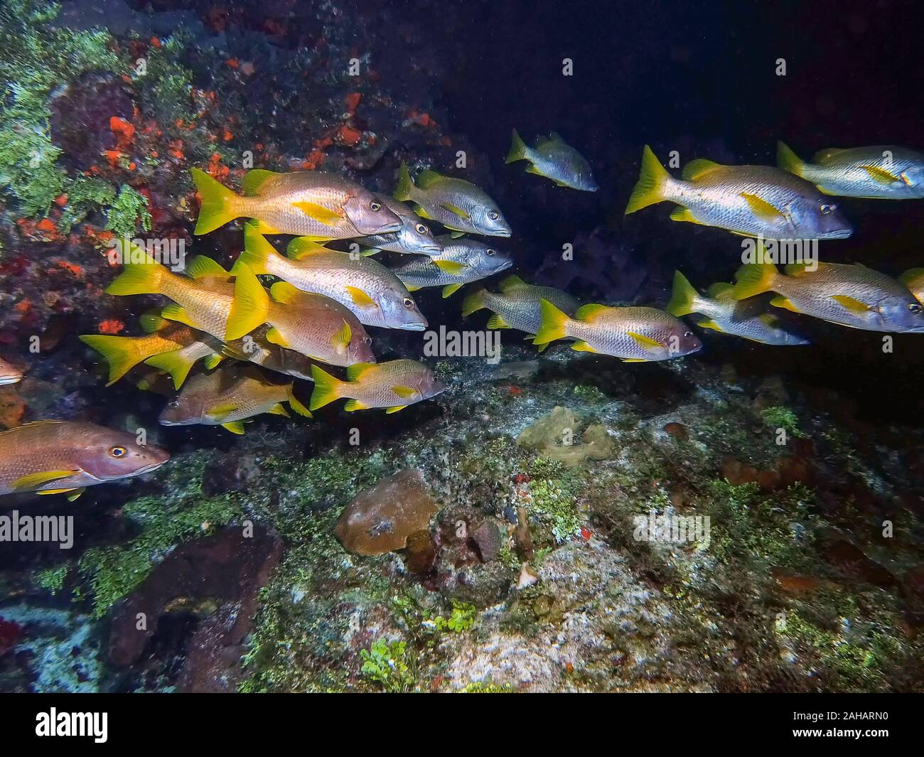 Schulmeister Schnapper (Lutjanus apodus Stockfotografie Alamy