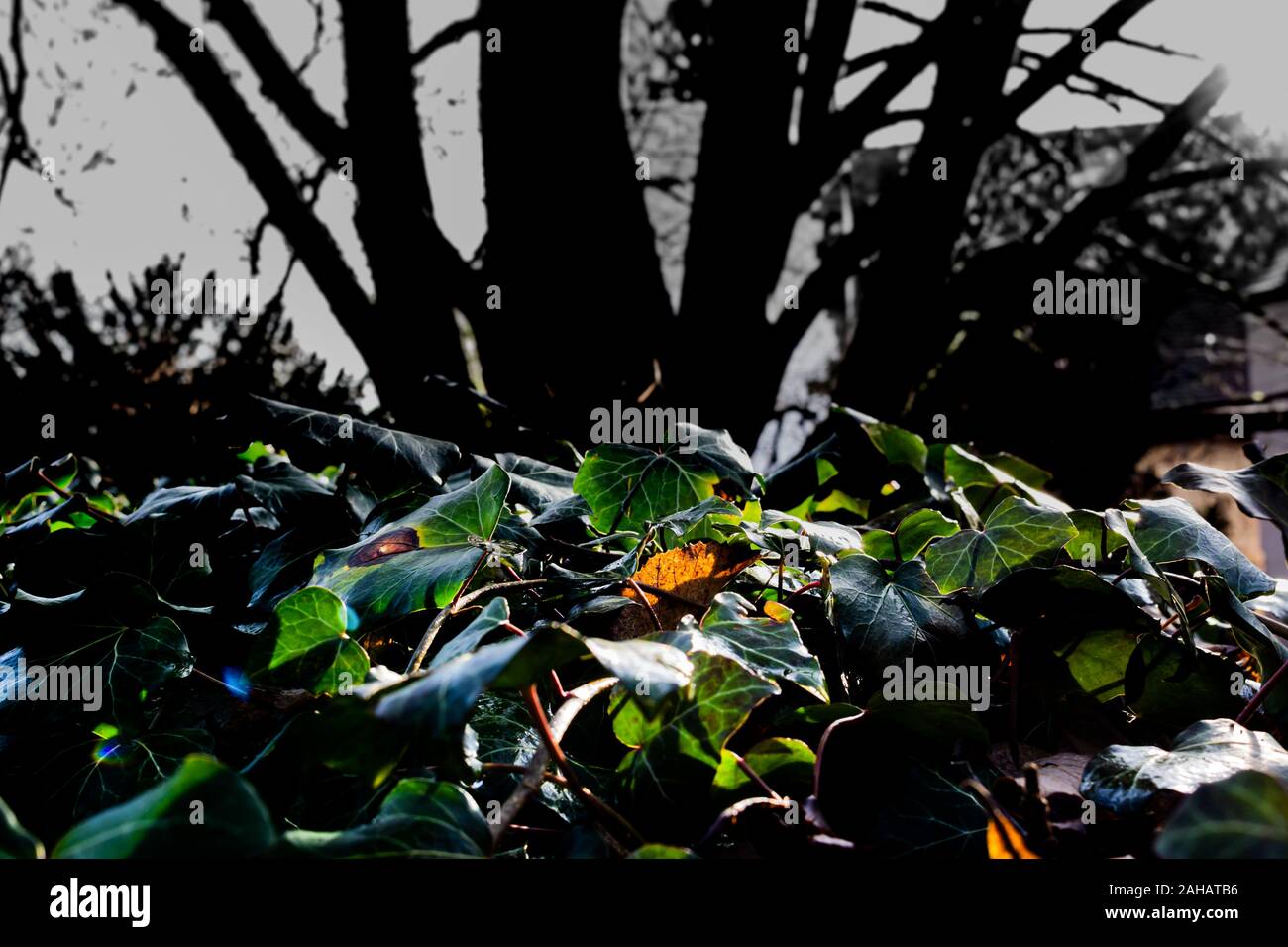Braun Blatt einer Linde Verlegung in Efeu Blätter durch das Sonnenlicht beleuchtet wird, ausgewählte konzentrieren Stockfoto