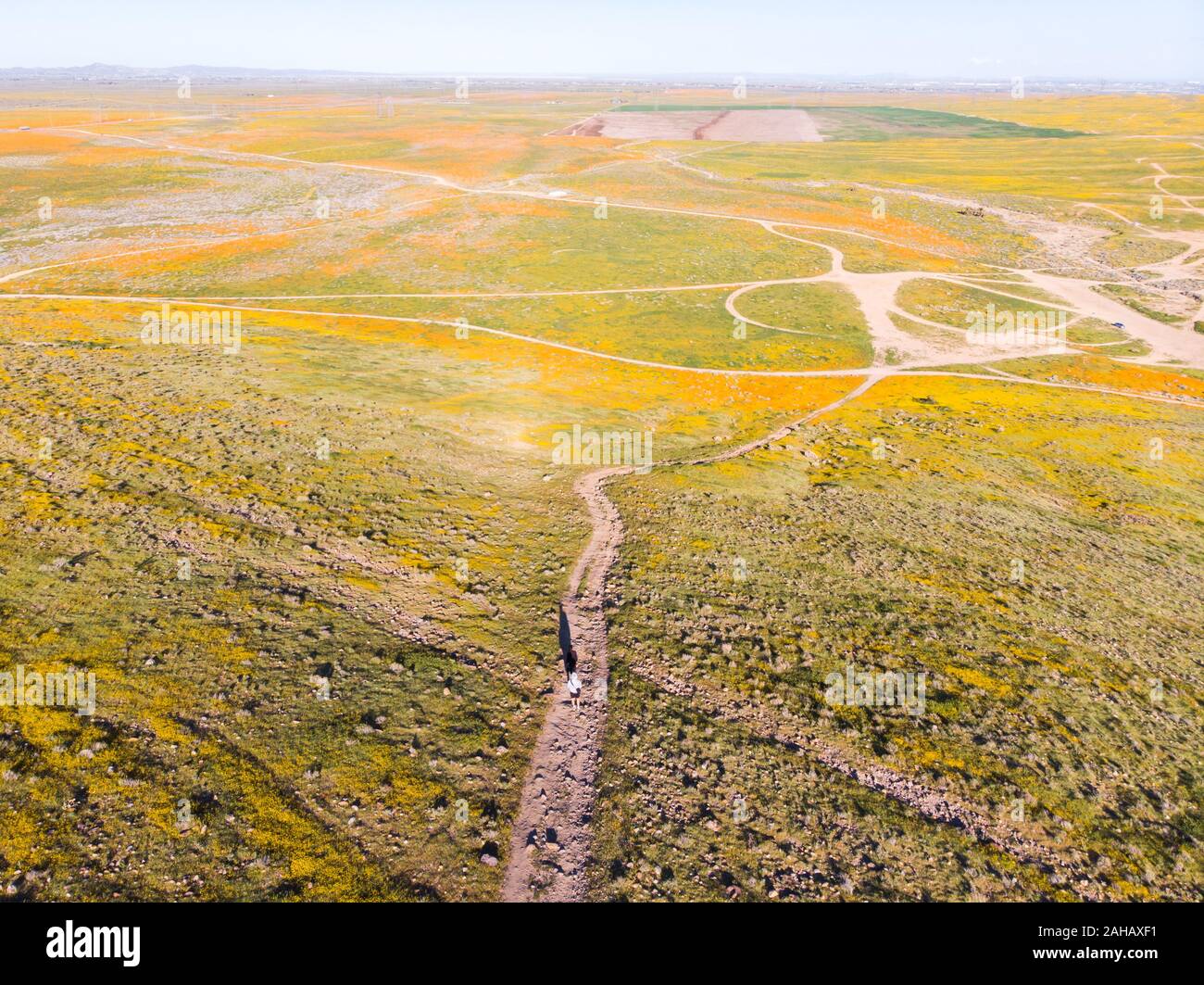 Drone Ansicht der hellen orange Kalifornien Pobby (eschscholzia) in der Antelope Valley, Kalifornien, USA Stockfoto