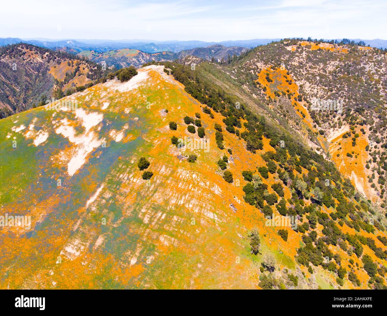 Luftaufnahme der hellen orange Kalifornien Pobby (eschscholzia) im Los Padres National Forest, Kalifornien, USA Stockfoto