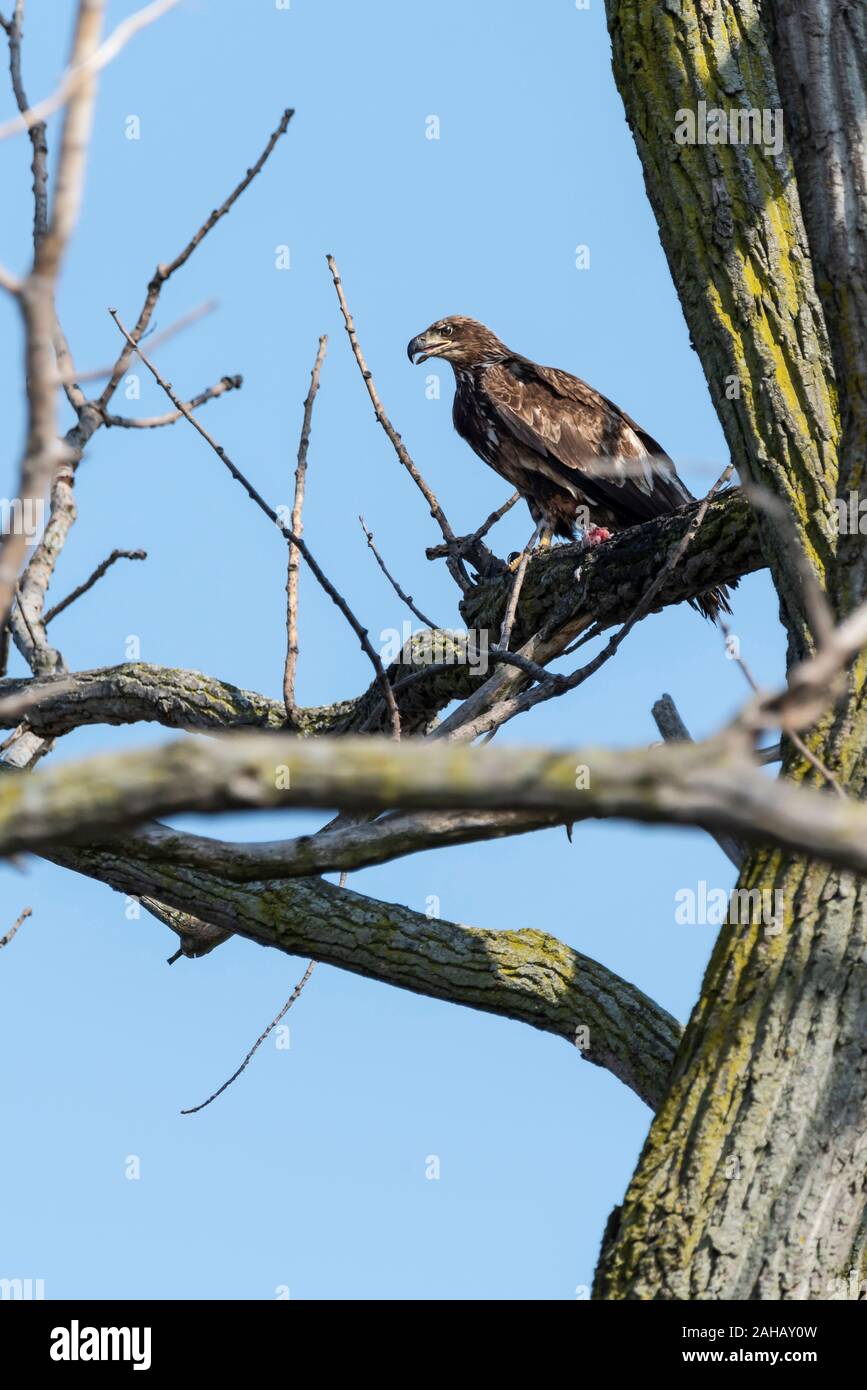Junge Adler saß auf Gliedmaßen hoch über dem Boden in der Natur finden Stockfoto