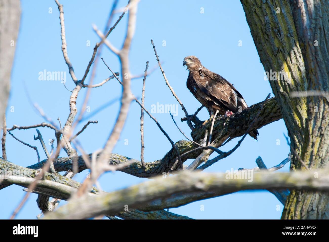 Junge Adler saß auf Gliedmaßen hoch über dem Boden in der Natur finden Stockfoto
