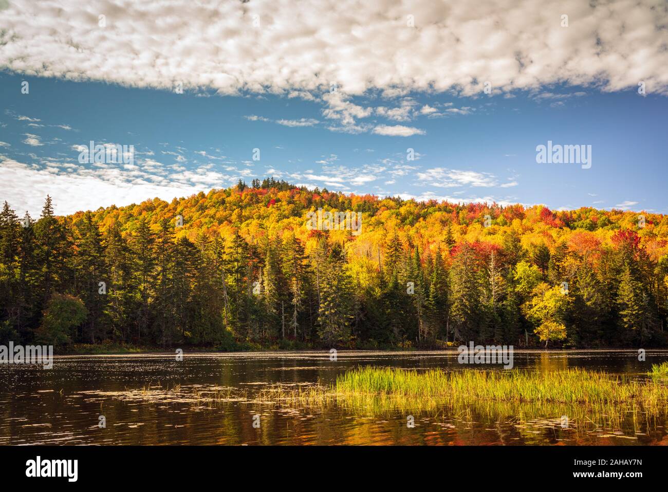 Ein ruhiger Fluss fließt mit bunten Bergwald Laub im Hintergrund. Stockfoto