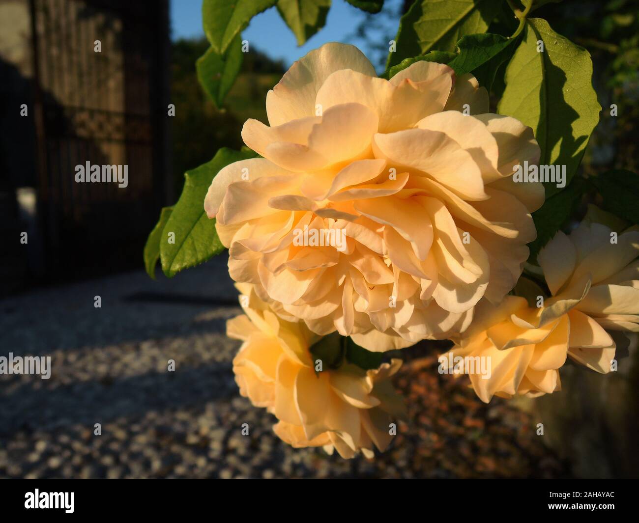 Nahaufnahme des schönen orange Rosen auf rosenbusch mit Blättern und Nachmittag Sonne sichtbar. Schuß an der Abtei von Rosen in Norditalien. Stockfoto