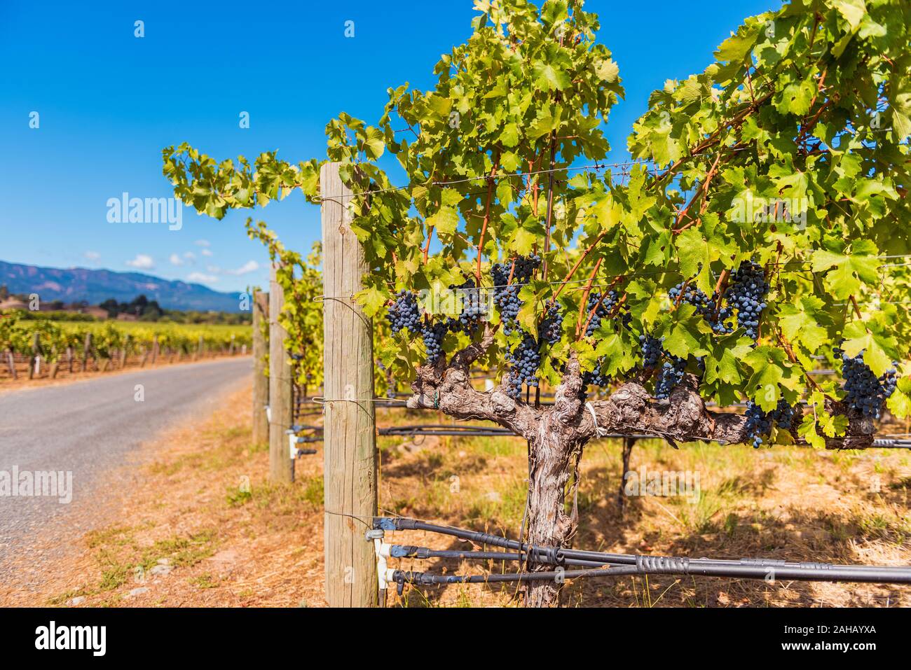 Nahaufnahme von roten Weintrauben, die in einem Weinberg in Napa Valley Kalifornien USA Stockfoto
