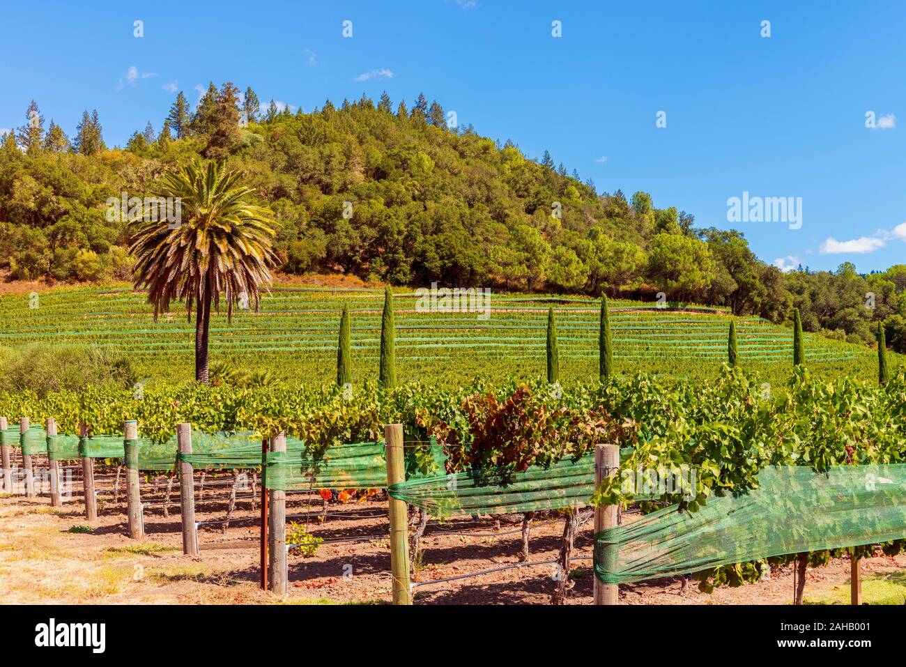 Palme in einem Weinberg in Napa Valley, Napa County, Kalifornien, USA. Napa County ist für seine regionalen Wein Industrie bekannt. Stockfoto