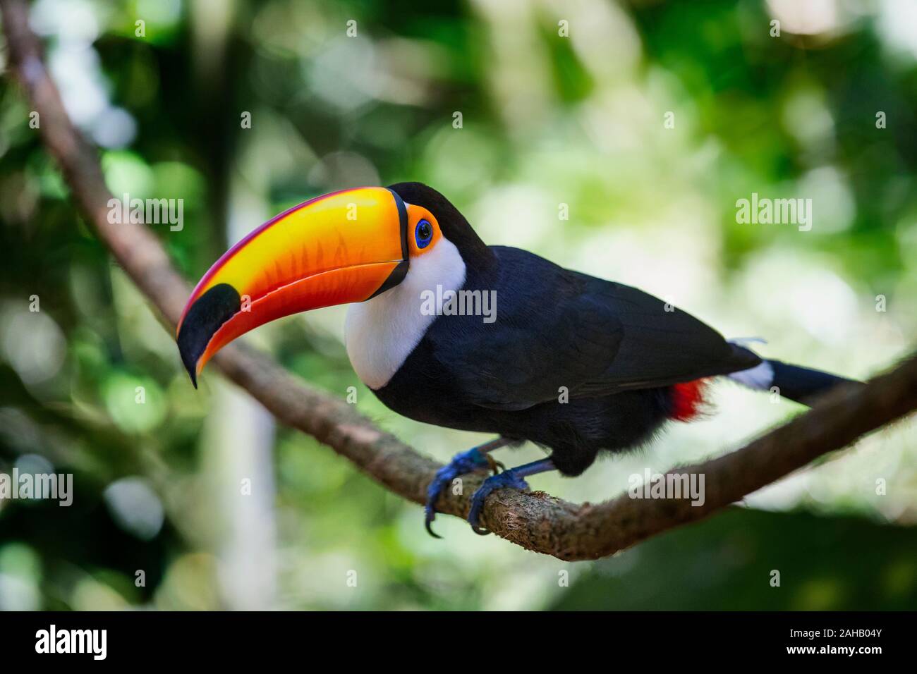 Toco Toucan Toucan Ramphastos toco albogularis' Stockfotografie - Alamy