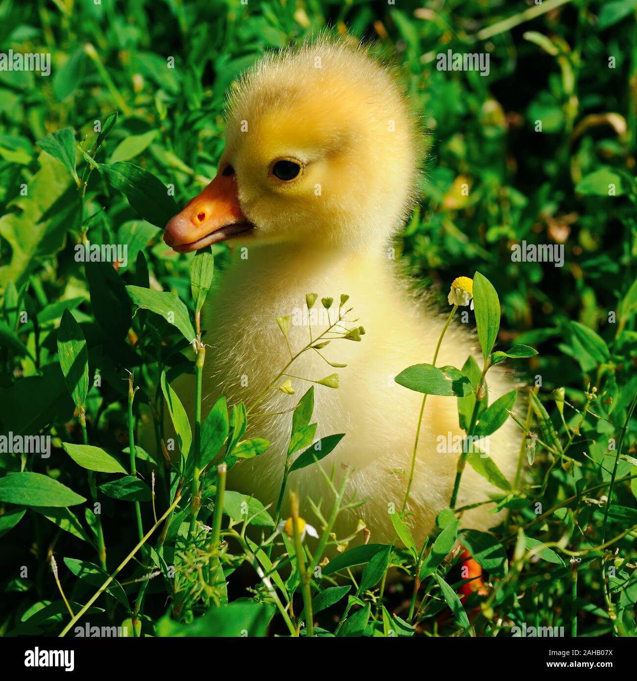 Eine kleine gelbe Gans auf einem grünen Rasen Stockfoto