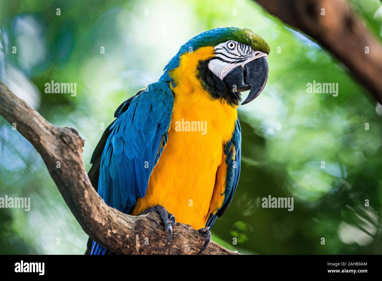 Yellow-Blue Ara-Ara Stockfoto