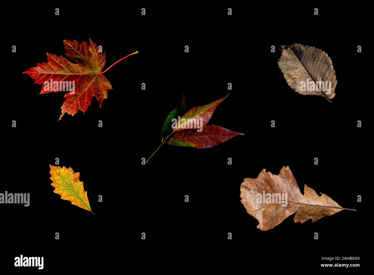Fünf Blätter im Herbst auf einem schwarzen Hintergrund angezeigt. Stockfoto