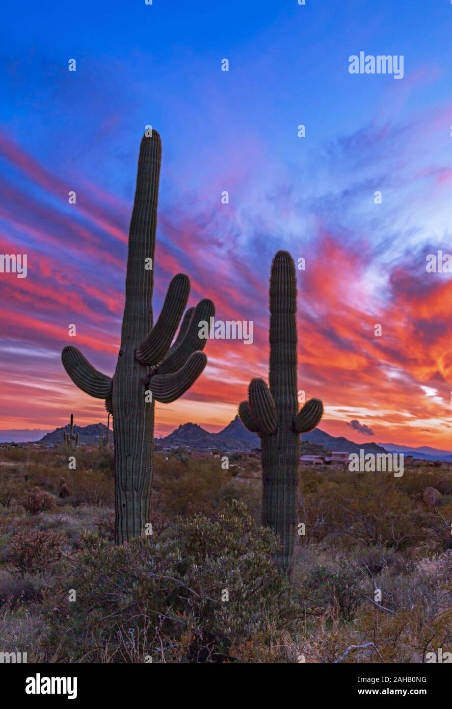 Bunte und lebendige Sonnenuntergang Himmel mit zwei Saguaro Kaktus in den Vordergrund Scottsdlae, AZ. Stockfoto