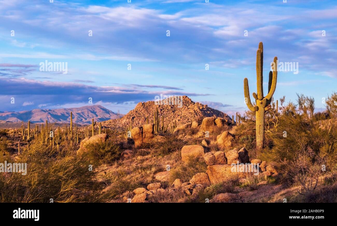Arizona Wüste Landschaft mit Saguaro Kaktus und die Berge im Hintergrund. Stockfoto
