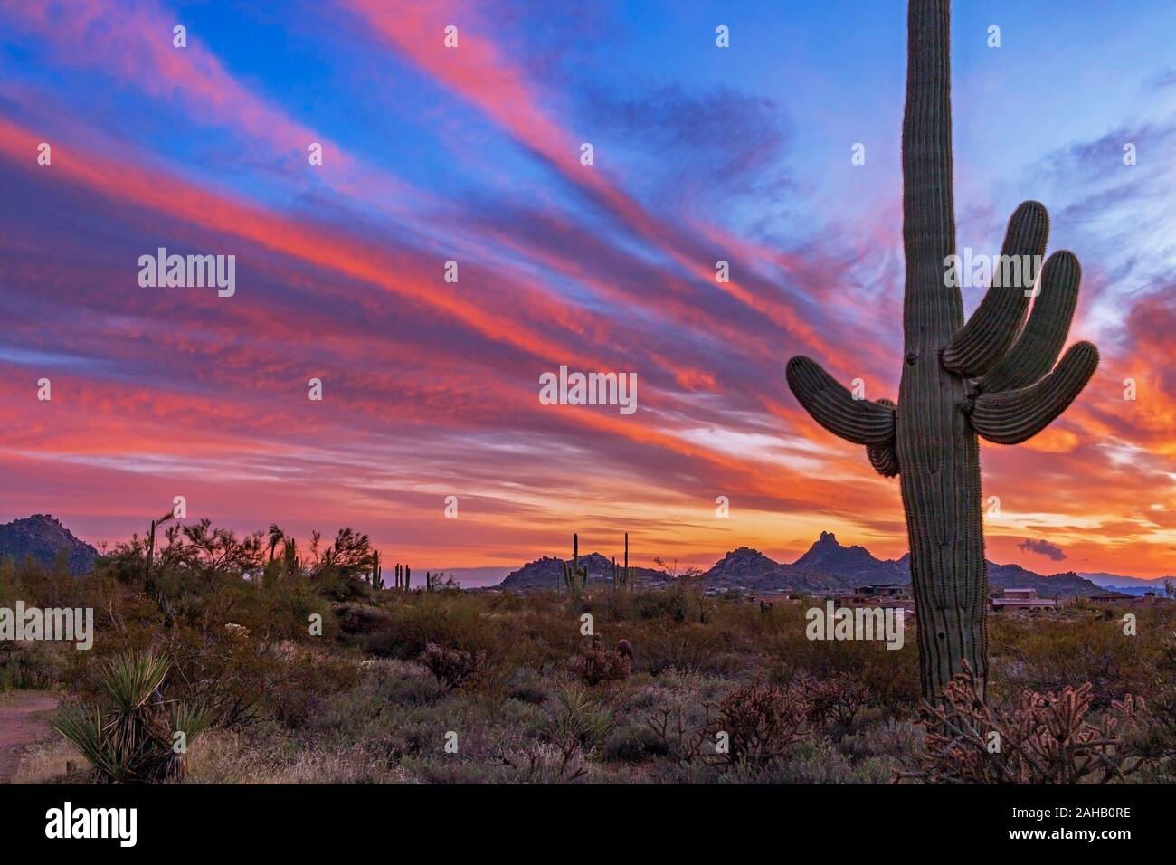 Farbenfroh und klassischen Wüste in Arizona Sunset Landschaft mit Saguaro Kaktus Stockfoto