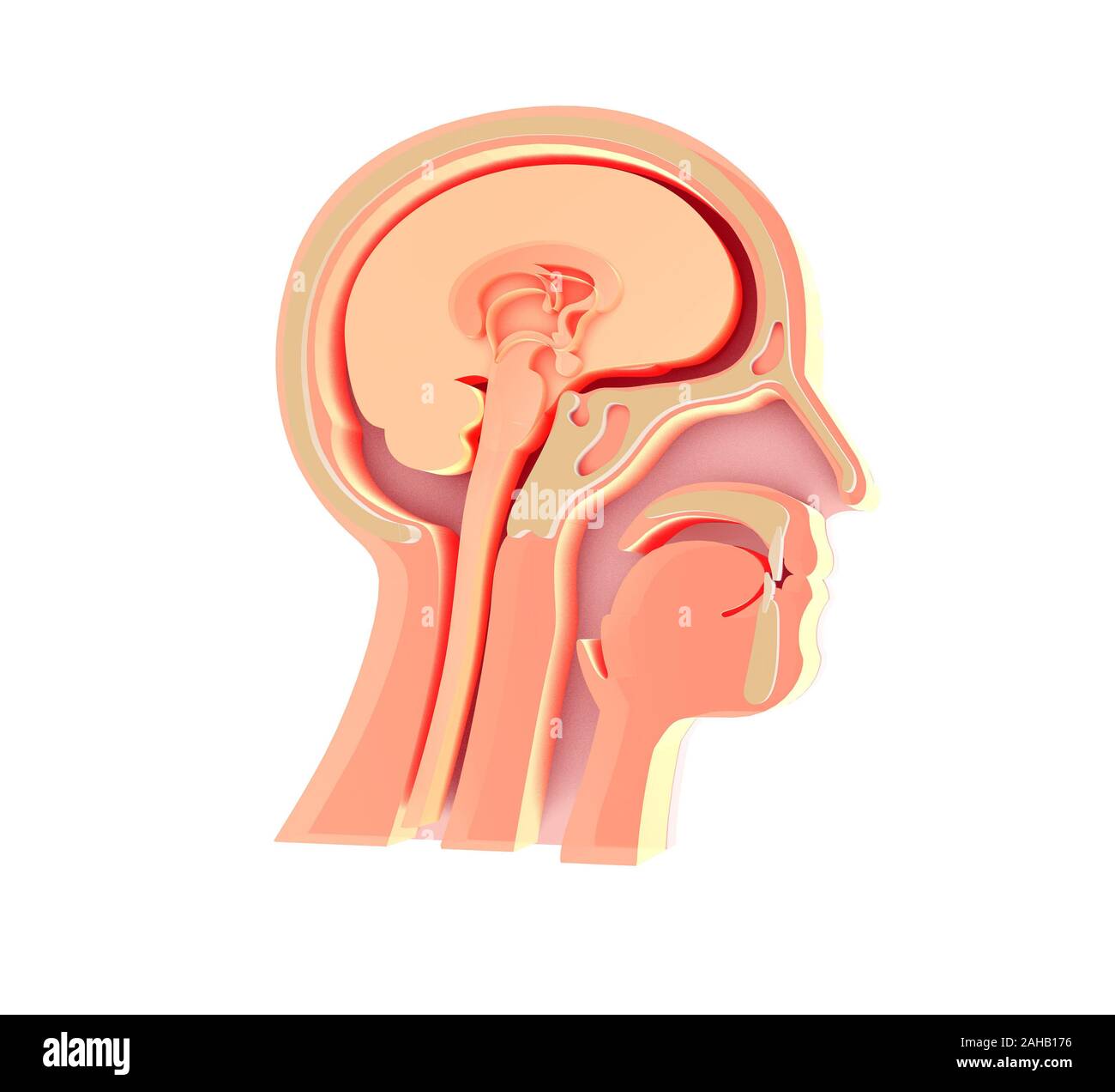 Vergrößerte Bild 3D der anatomischen Darstellung des leeren menschlichen Kopf, HNO, Otorhinolaryngologie, Kehlkopf, Nase, Zähne, Gehirn, Kopf Knochen. Stockfoto