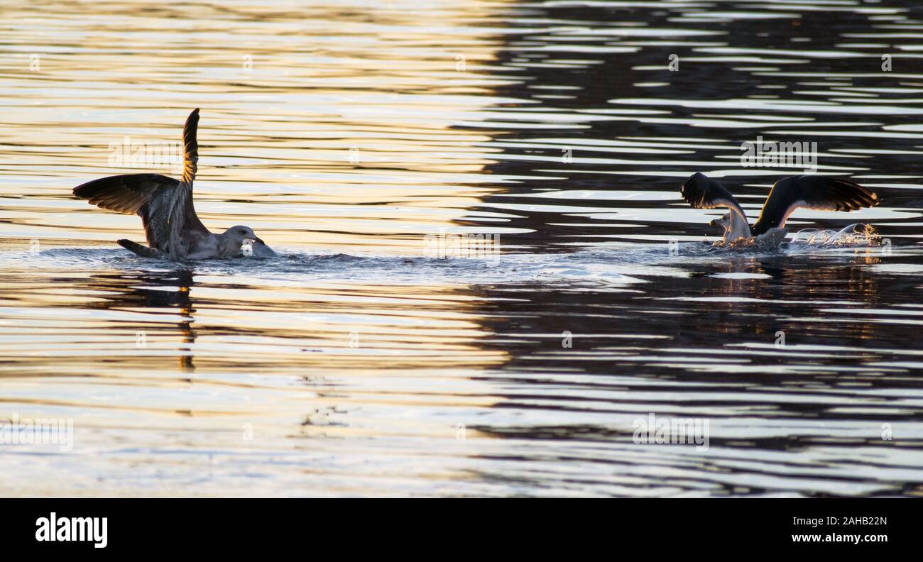 Fliegende Möwen kämpfen um einen Fisch im Mittelmeer an den spanischen Küsten. Stockfoto