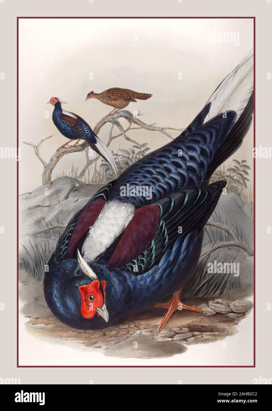 Fasan Jahrgang 1800 Fasan Lithographie vogel Abbildung Euplocamu John Gould (swinhoe's) Fireback Pheasant Lophura Swinhoe Asien Seltene von John Gould (britische Maler, ornithologe) Vögel - Pictorial works Kolophon (v. 1-7): Taylor & Francis Platte durch Blatt mit beschreibenden Buchdruck begleitet. John Gould, die Vögel von Asien. London Gedruckt von Taylor & Francis: veröffentlicht durch den Autor, 1850-1883. Stockfoto