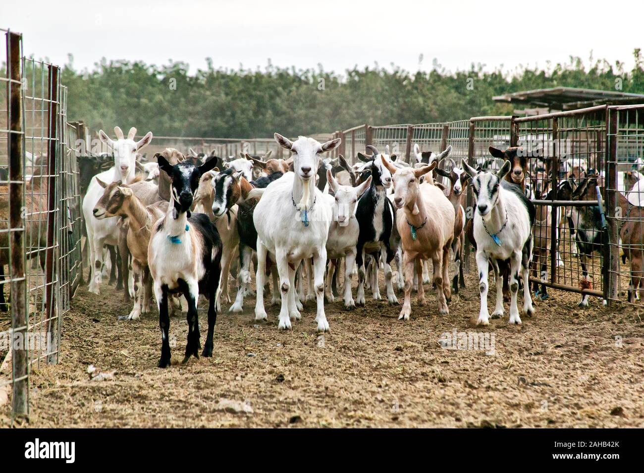 Milchziegenfarm, eine Gruppe von Kuriosen macht in Pen Area, Capra aegagrus hircus'. Stockfoto