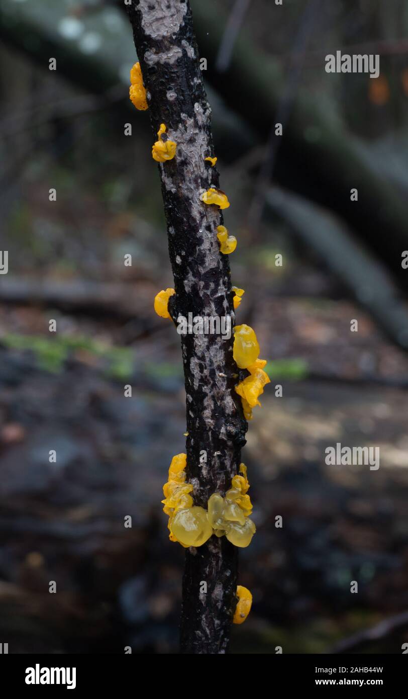 Tremella mesenterica (häufige Namen sind Gelbes Gehirn, Goldgelpilz, gelbes Zittern und Hexenbutter) parasitiert auf Peniophora-Pilz Stockfoto