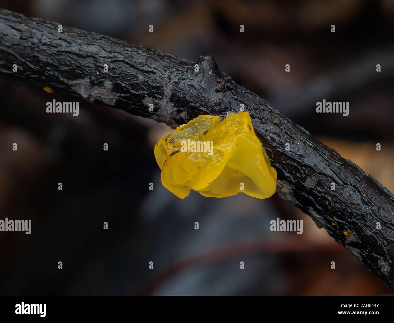 Tremella mesenterica (häufige Namen sind Gelbes Gehirn, Goldgelpilz, gelbes Zittern und Hexenbutter) parasitiert auf Peniophora-Pilz Stockfoto