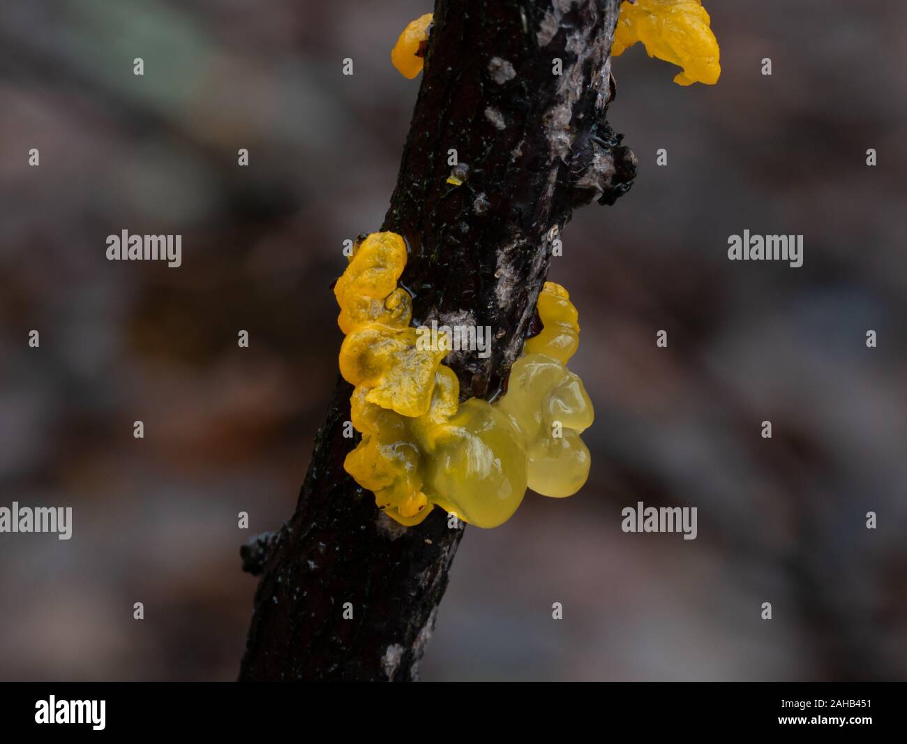 Tremella mesenterica (häufige Namen sind Gelbes Gehirn, Goldgelpilz, gelbes Zittern und Hexenbutter) parasitiert auf Peniophora-Pilz Stockfoto