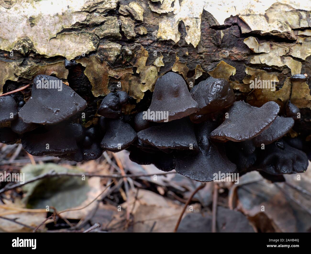 Exidia glandulosa (gebräuchliche Namen schwarze Hexenbutter, schwarze Gelatze oder warzig Gelierpilze) wächst in Görvälns Naturreservat, Järfälla, Schweden Stockfoto