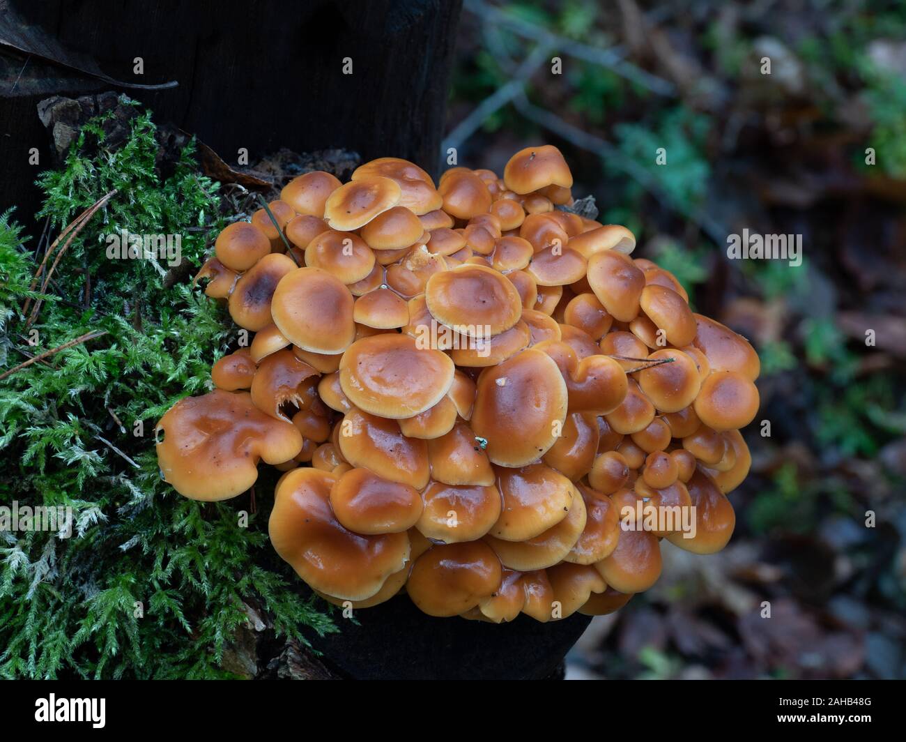 Samt Fuß Pilz auch als Winter Pilz (Flammulina velutipes) wachsen in Görvälns Naturreservat, Järfälla, Schweden bekannt Stockfoto