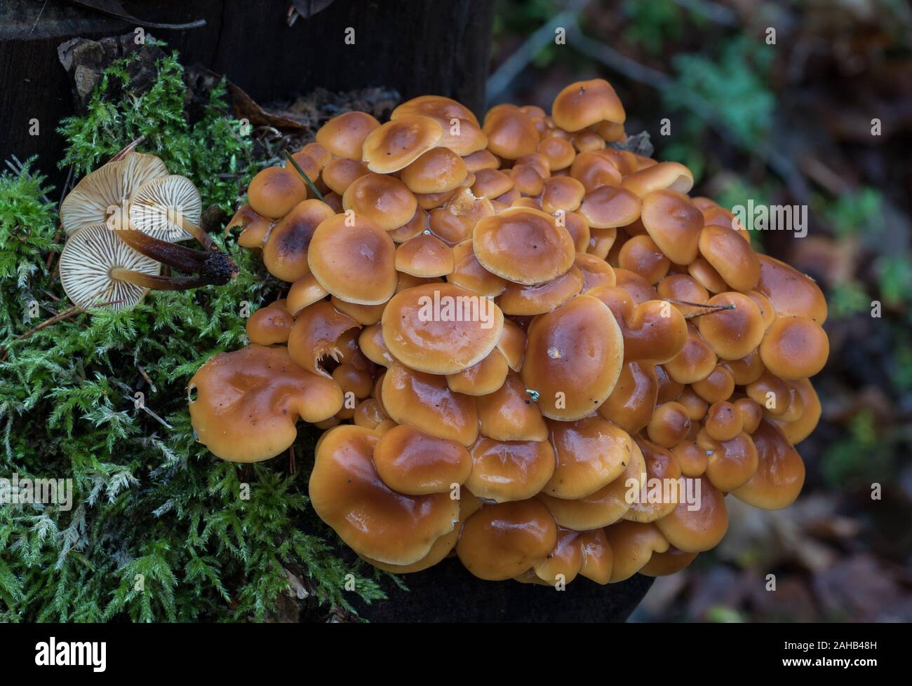 Samt Fuß Pilz auch als Winter Pilz (Flammulina velutipes) wachsen in Görvälns Naturreservat, Järfälla, Schweden bekannt Stockfoto