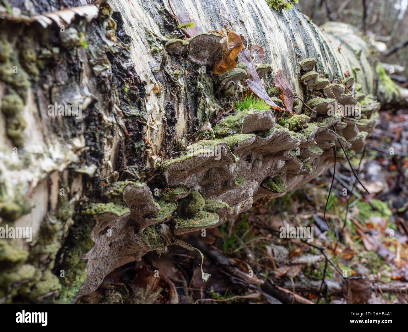 Cerrena unicolor, im Allgemeinen bekannt als mosige Labyrinthpolypore, ist eine Art des poroiden Pilzes. Stockfoto