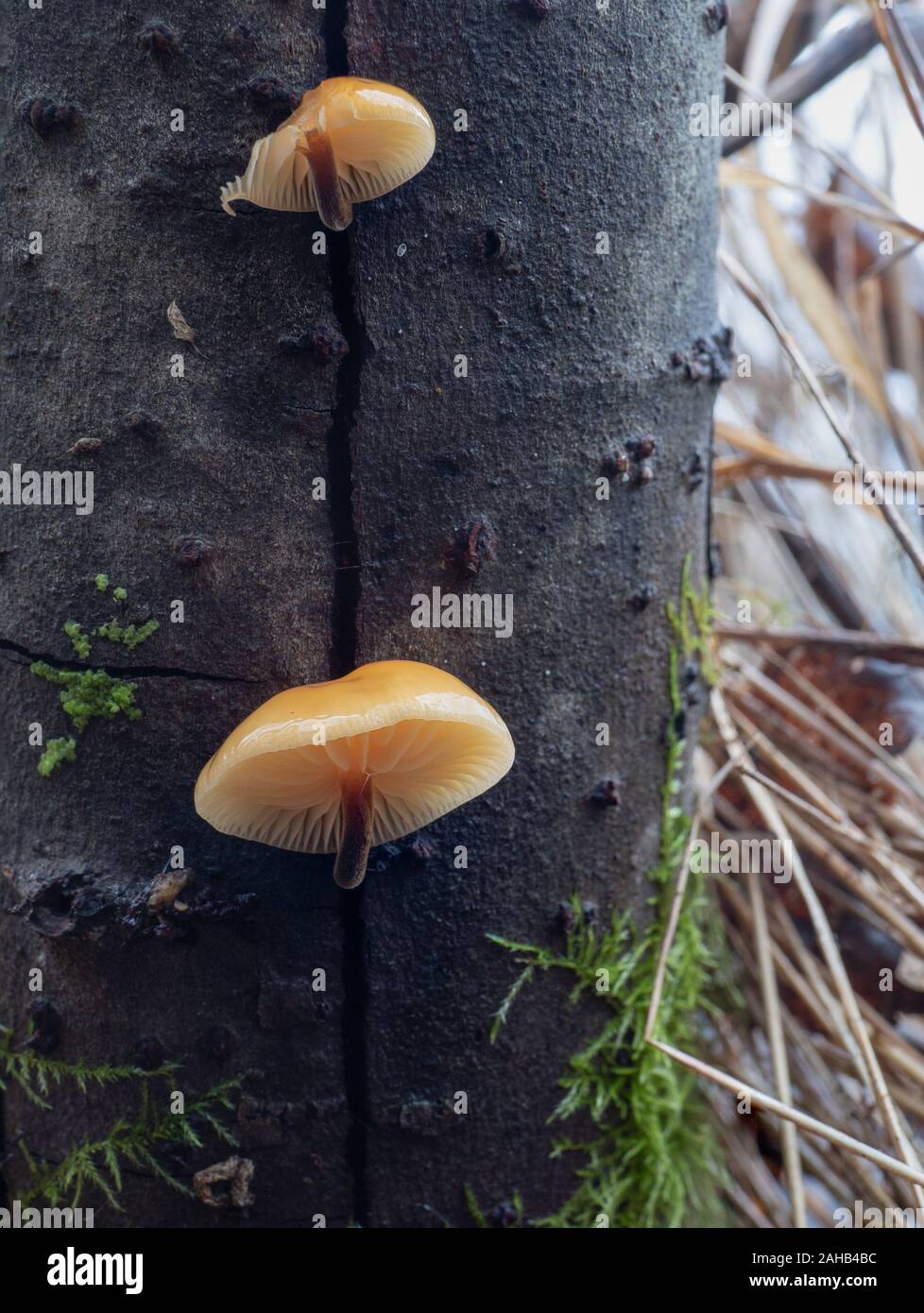 Samt Fuß Pilz auch als Winter Pilz (Flammulina velutipes) wachsen in Görvälns Naturreservat, Järfälla, Schweden bekannt Stockfoto