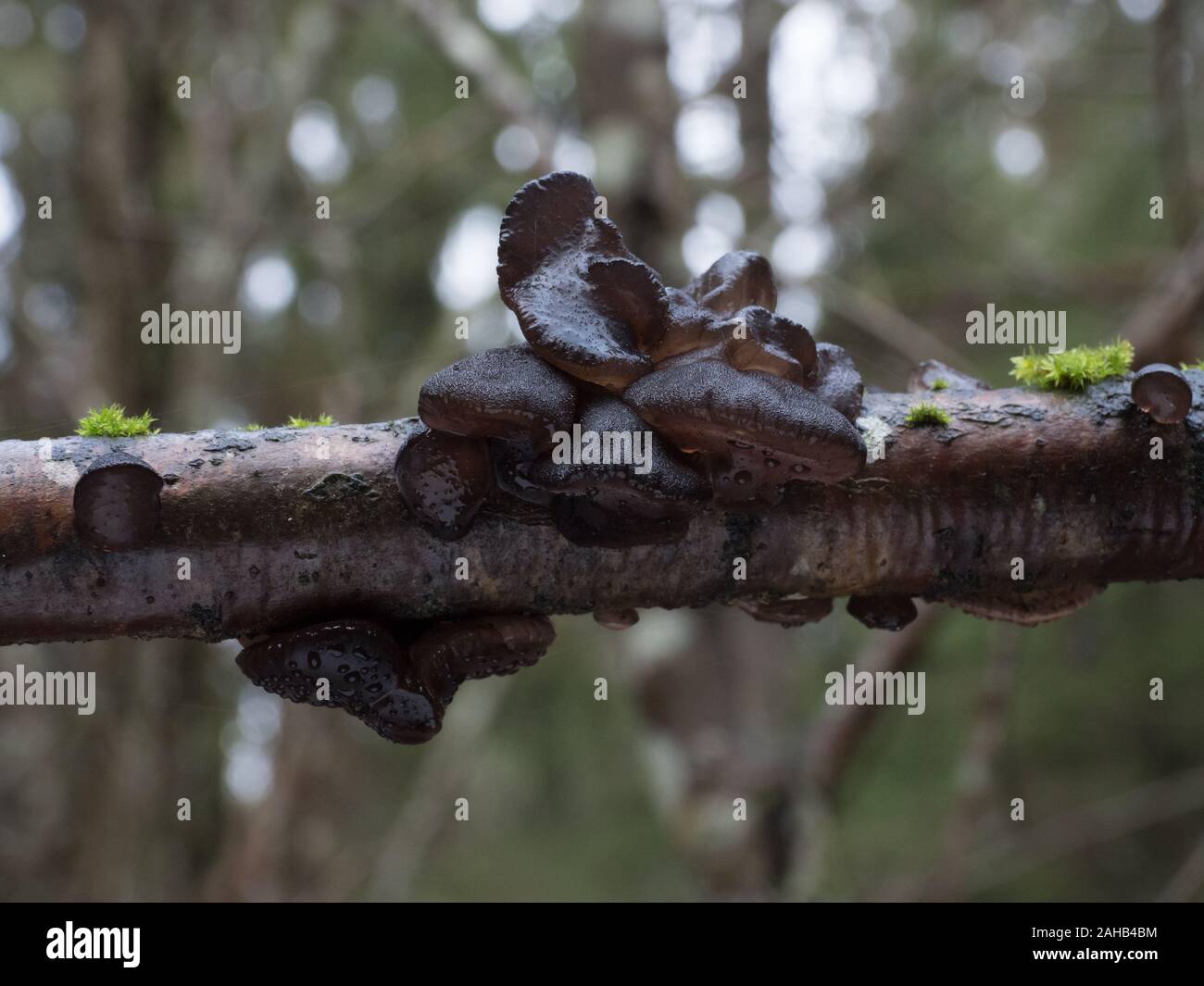 Exidia glandulosa (gebräuchliche Namen schwarze Hexenbutter, schwarze Gelatze oder warzig Gelierpilze) wächst in Görvälns Naturreservat, Järfälla, Schweden Stockfoto