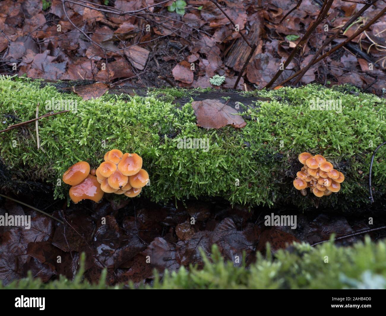 Samt Fuß Pilz auch als Winter Pilz (Flammulina velutipes) wachsen in Görvälns Naturreservat, Järfälla, Schweden bekannt Stockfoto