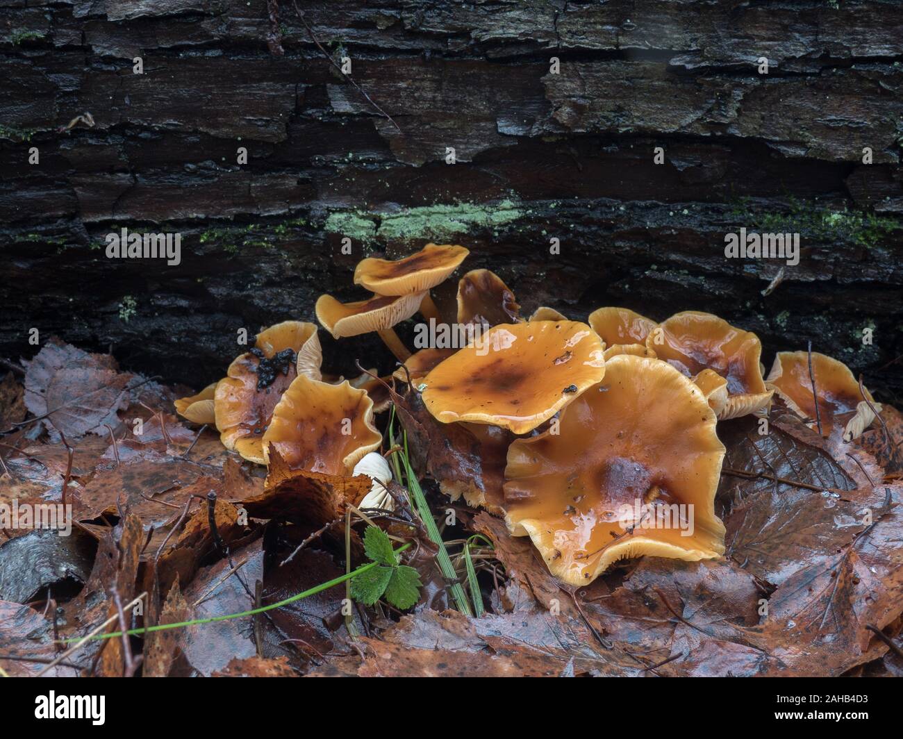 Samt Fuß Pilz auch als Winter Pilz (Flammulina velutipes) wachsen in Görvälns Naturreservat, Järfälla, Schweden bekannt Stockfoto