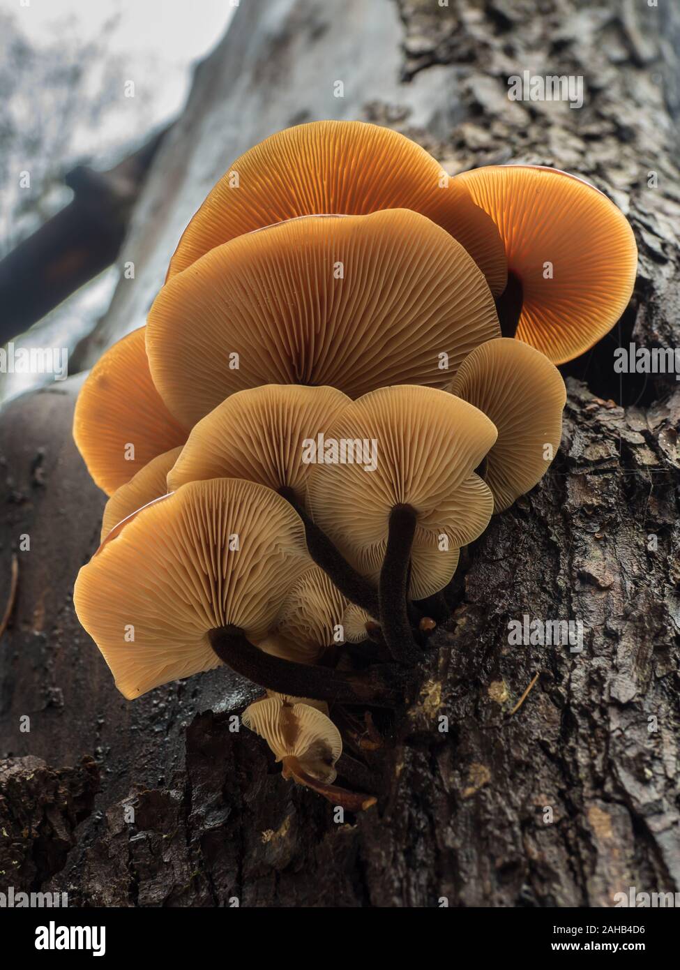 Samt Fuß Pilz auch als Winter Pilz (Flammulina velutipes) wachsen in Görvälns Naturreservat, Järfälla, Schweden bekannt Stockfoto