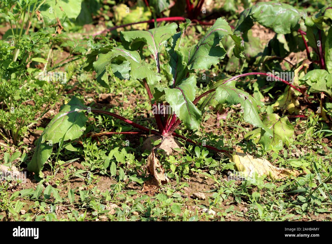 Rote Beete oder Beta vulgaris oder Zuckerrüben oder Tabelle Zuckerrüben oder Garten Rüben oder rote Rüben oder Golden Rüben Pflanzen mit dicken grünen Blätter und dunkle rote Stiele Stockfoto