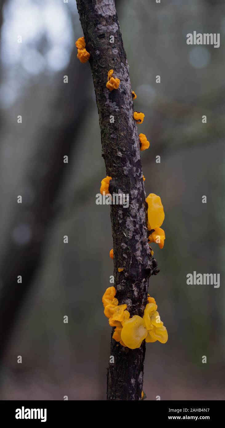 Tremella mesenterica (häufige Namen sind Gelbes Gehirn, Goldgelpilz, gelbes Zittern und Hexenbutter) parasitiert auf Peniophora-Pilz Stockfoto