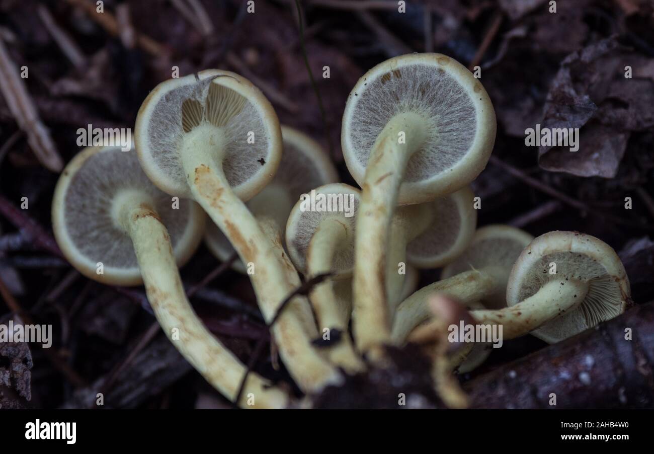 Hypholoma fasciculare, im Allgemeinen bekannt als die Schwefel-Tuft, Schwefel-Tuft oder geclusterte Holzliebhaber, die in Görvälns Naturreservat, Schweden, wachsen. Stockfoto