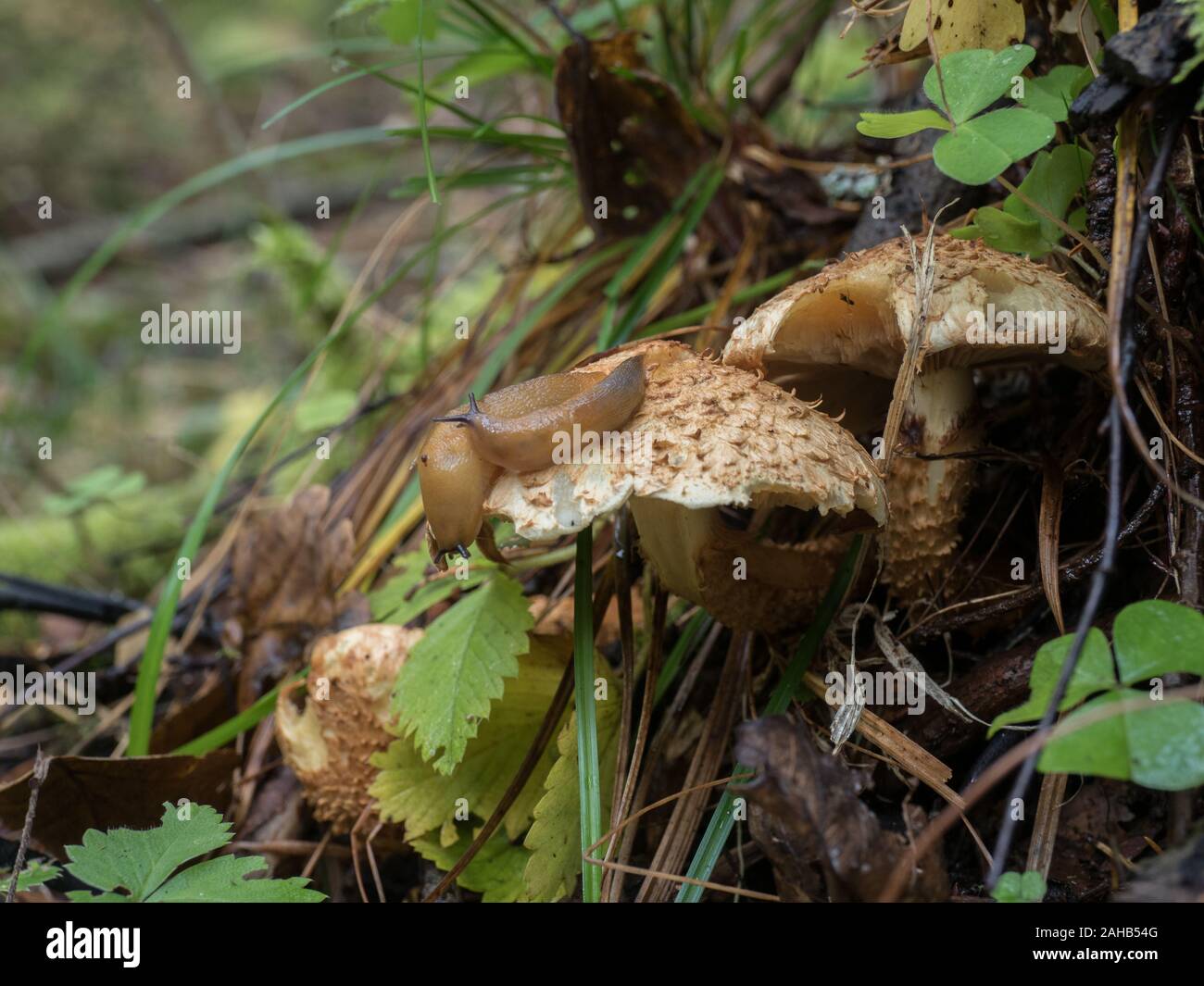 Schläger festing Pholiota squarrosa (bekannt als die shaggy Scalycap, die shaggy Pholiota oder die schuppige Pholiota) in Görvälns Naturreservat, Schweden. Stockfoto