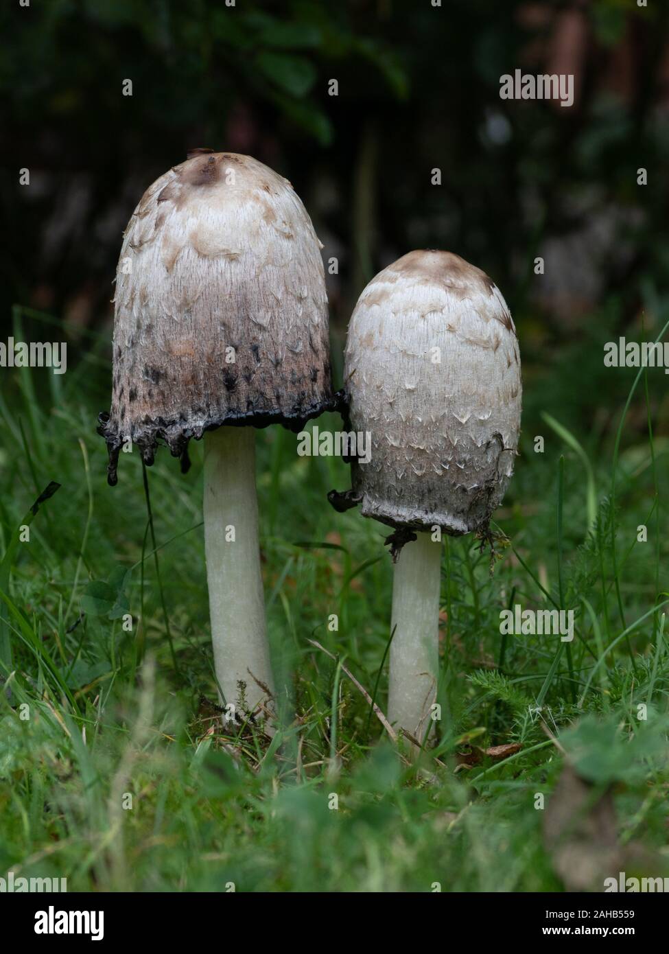 Coprinus comatus, die stachelige Tintenkappe, die Perücke des Rechtsanwalts oder die schaggy Mähne, ist ein häufiger Pilz, der häufig auf Rasen, entlang von Schotterstraßen und Abfallbereichen wächst. Stockfoto