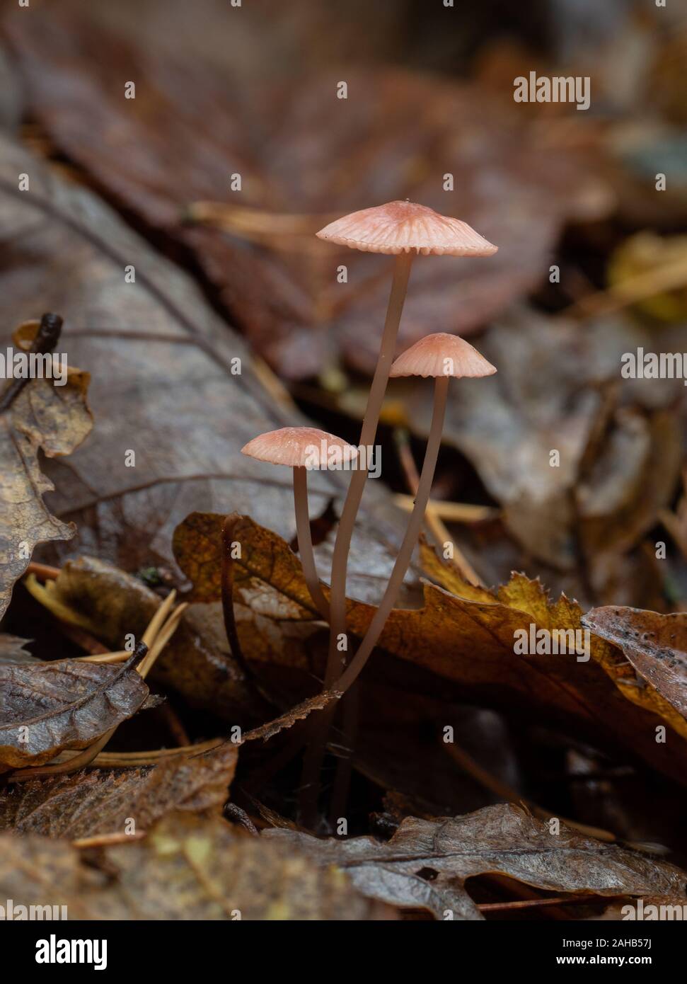 Mycena Rosea, im Allgemeinen bekannt als die rosige Haube, die in Görvälns Naturreservat, Schweden wächst. Stockfoto