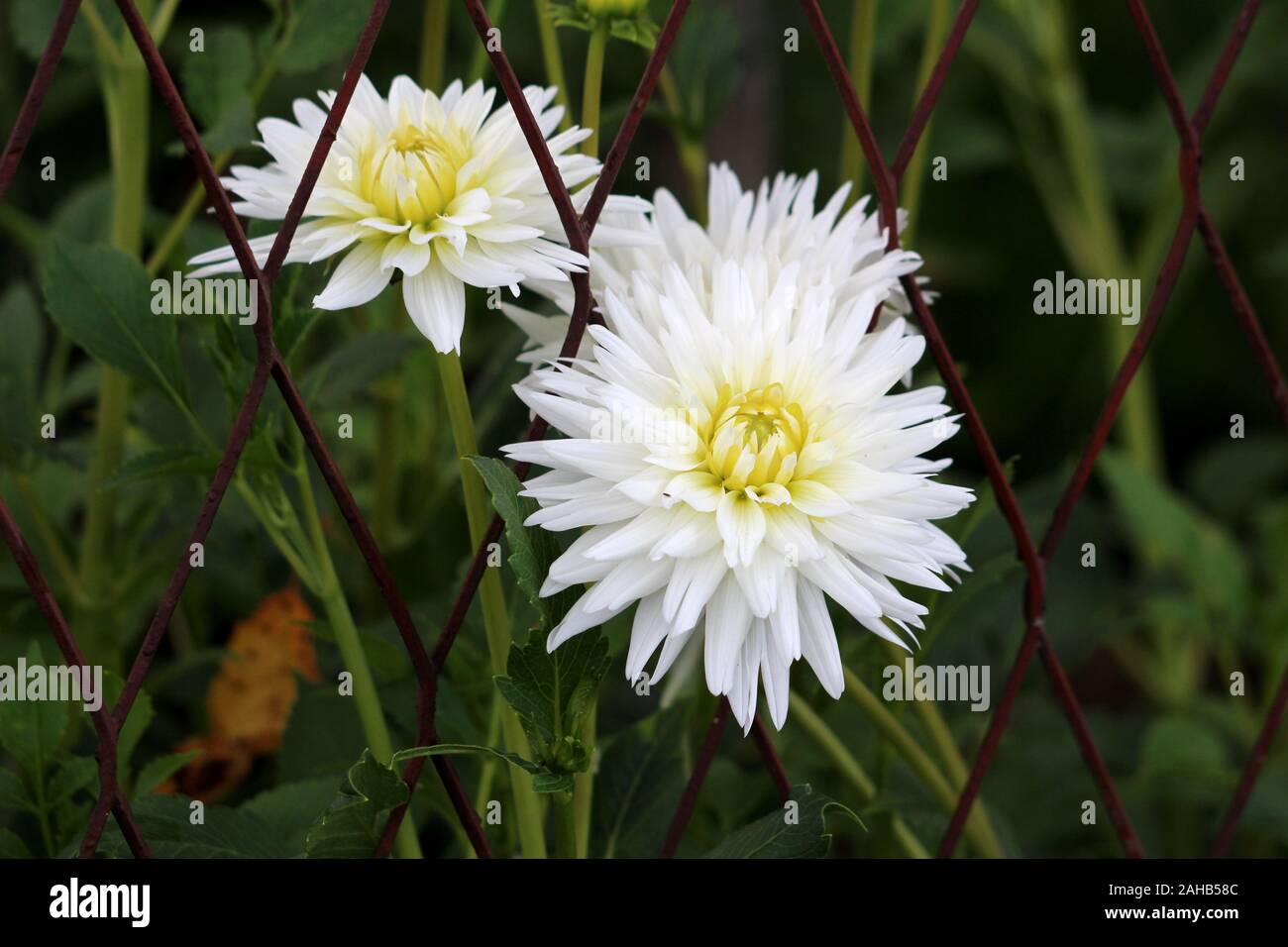 Chrysantheme oder Chrysanths oder Mamas Stauden mehrjährig blühende Pflanzen mit offenen blühenden weißen Blüten mit gelbem Zentrum wachsenden Durchgerostet Stockfoto