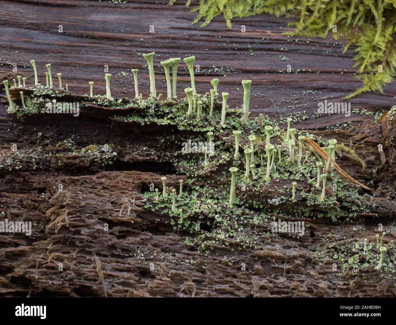 Cladonia (Becherlichen) wächst auf Baumstümpfen in Görvälns Naturreservat, Schweden. Stockfoto