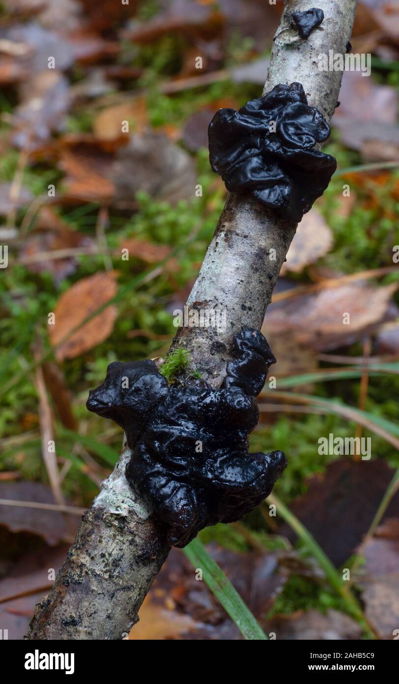Exidia glandulosa (gebräuchliche Namen schwarze Hexenbutter, schwarze Gelatze oder warzig Gelierpilze) wächst in Görvälns Naturreservat, Järfälla, Schweden Stockfoto