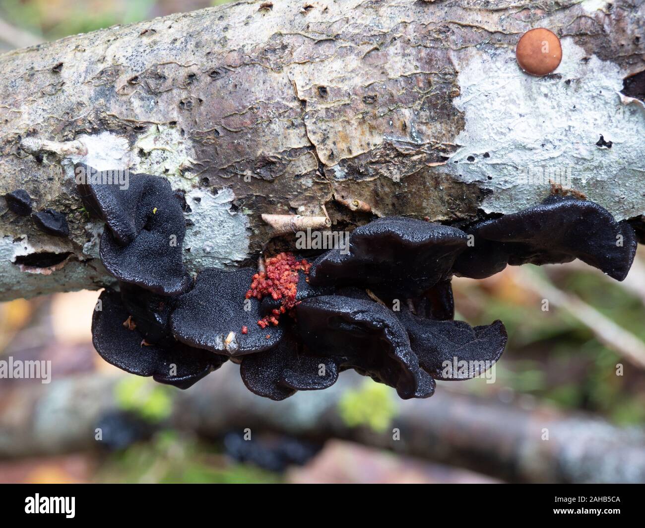 Exidia glandulosa (gebräuchliche Namen schwarze Hexenbutter, schwarze Gelatze oder warzig Gelierpilze) wächst in Görvälns Naturreservat, Järfälla, Schweden Stockfoto