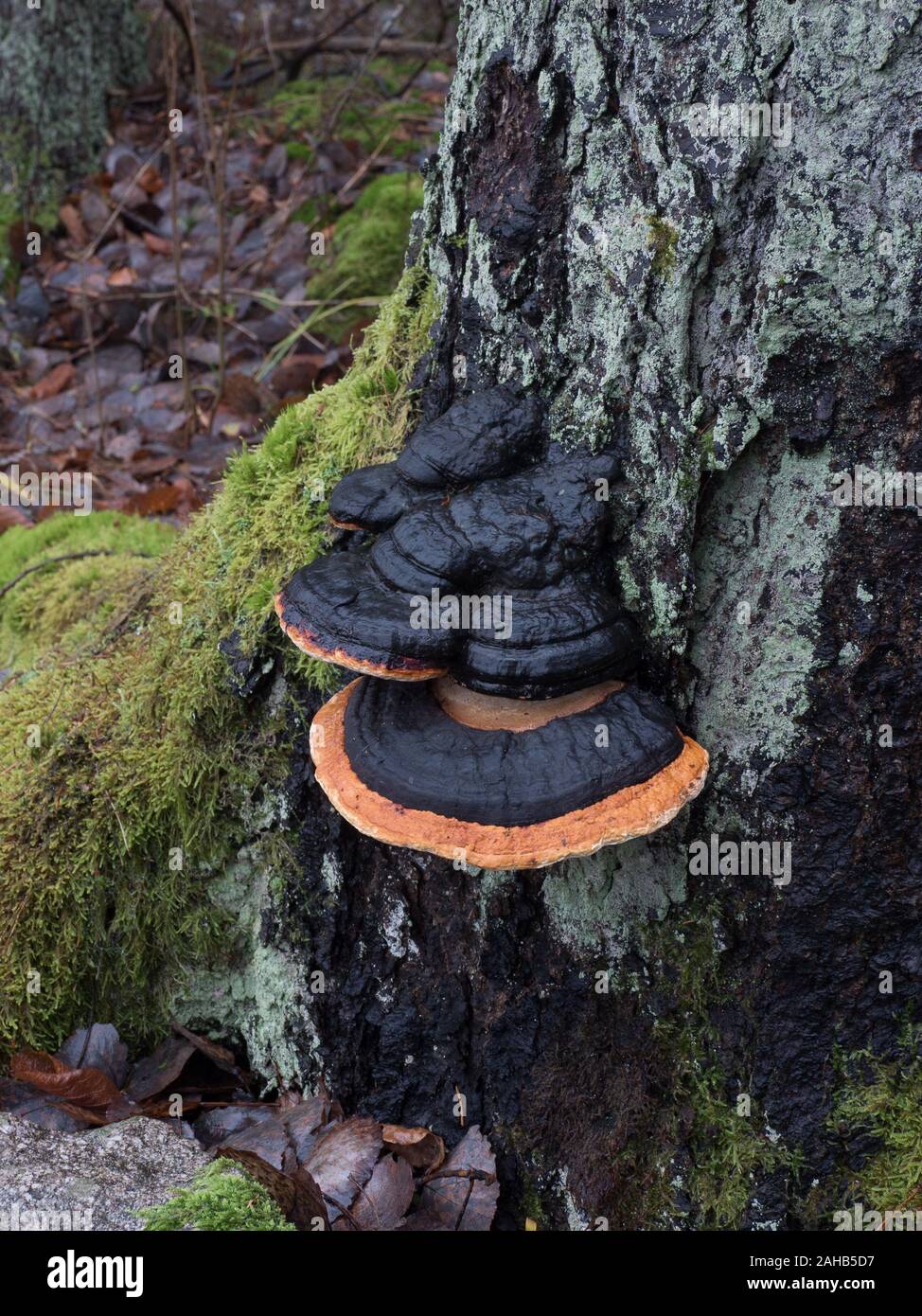 Stammzellen decay Pilz Rot Gurt conk (Fomitopsis pinicola) in Görvälns Naturreservat in Järfälla, Schweden Stockfoto