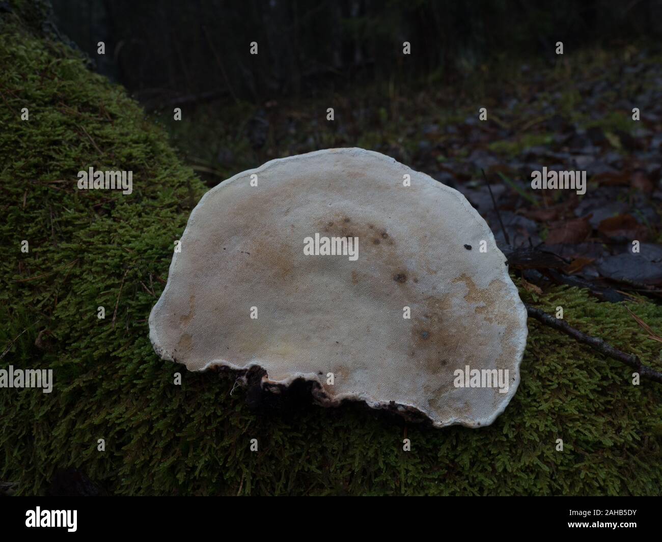 Stammzellen decay Pilz Rot Gurt conk (Fomitopsis pinicola) in Görvälns Naturreservat in Järfälla, Schweden Stockfoto