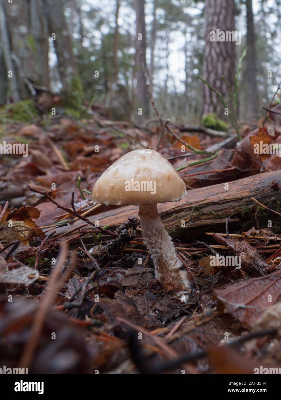 Pholiota lenta Stockfoto