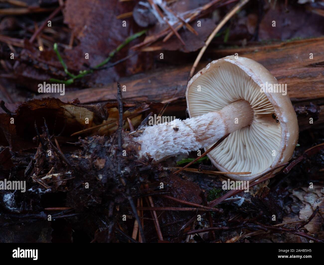 Pholiota lenta Stockfoto