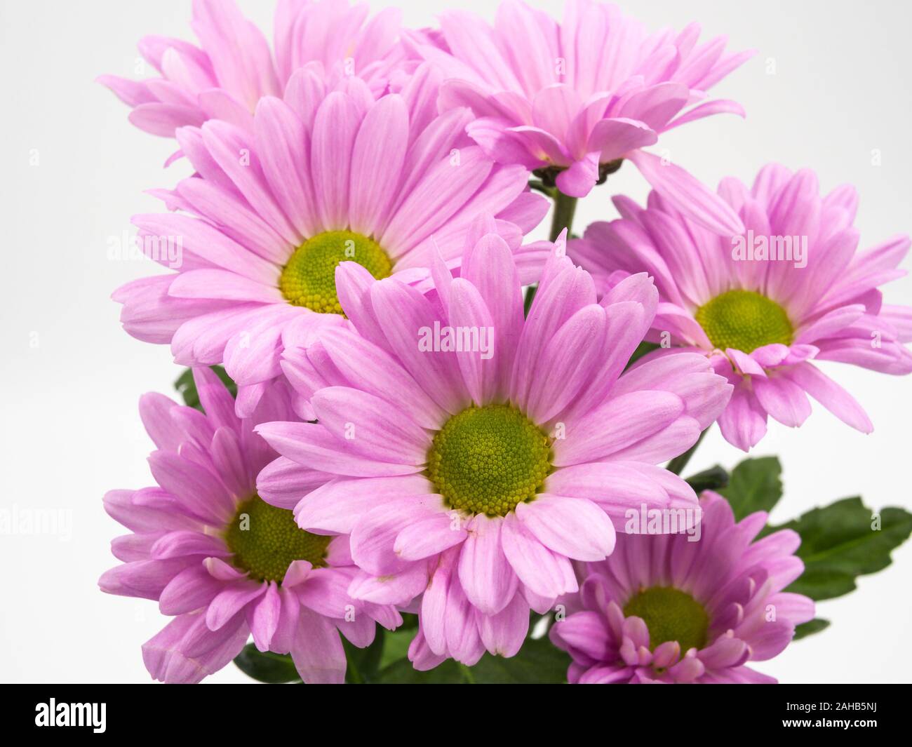 Schöne rosa Gänseblümchen Blumen auf weißem Hintergrund Stockfoto